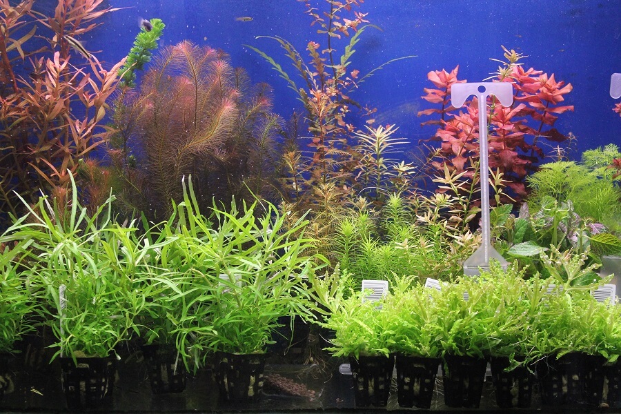 Pour les aquariums équipés en CO2